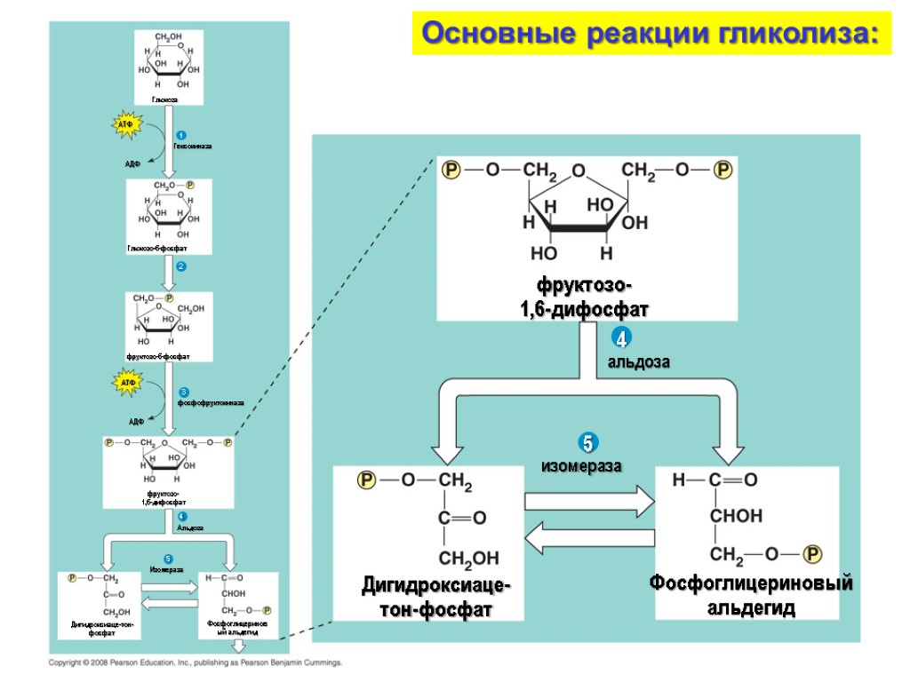 Альдоза Изомераза Дигидроксиаце-тон-фосфат Фосфоглицериновый альдегид 4 5 альдоза изомераза фруктозо- 1,6-дифосфат Дигидроксиаце-тон-фосфат Фосфоглицериновый альдегид